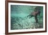 Underwater Brown Bear, Katmai National Park, Alaska-null-Framed Photographic Print