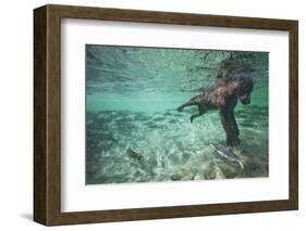 Underwater Brown Bear, Katmai National Park, Alaska-null-Framed Photographic Print