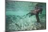 Underwater Brown Bear, Katmai National Park, Alaska-null-Mounted Photographic Print