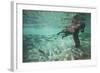 Underwater Brown Bear, Katmai National Park, Alaska-null-Framed Photographic Print