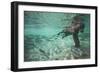 Underwater Brown Bear, Katmai National Park, Alaska-null-Framed Photographic Print