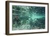 Underwater Brown Bear, Katmai National Park, Alaska-null-Framed Photographic Print