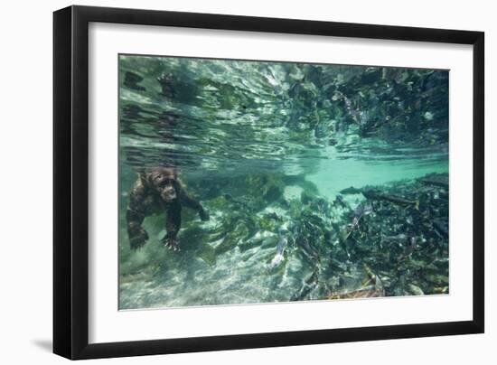 Underwater Brown Bear, Katmai National Park, Alaska-null-Framed Photographic Print