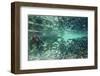 Underwater Brown Bear, Katmai National Park, Alaska-null-Framed Photographic Print