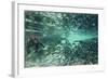 Underwater Brown Bear, Katmai National Park, Alaska-null-Framed Photographic Print