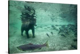 Underwater Brown Bear, Katmai National Park, Alaska-Paul Souders-Stretched Canvas