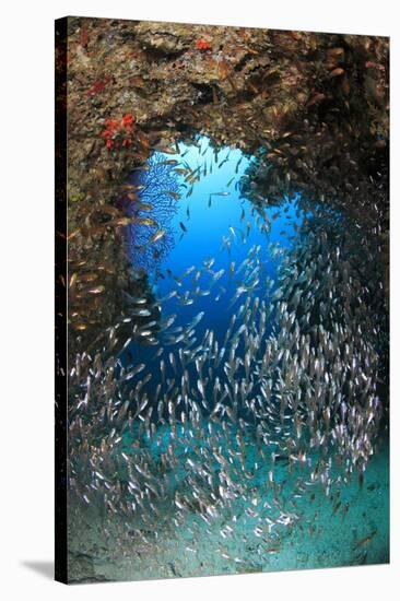 Underwater Cave and Glassfish-Bernard Radvaner-Stretched Canvas