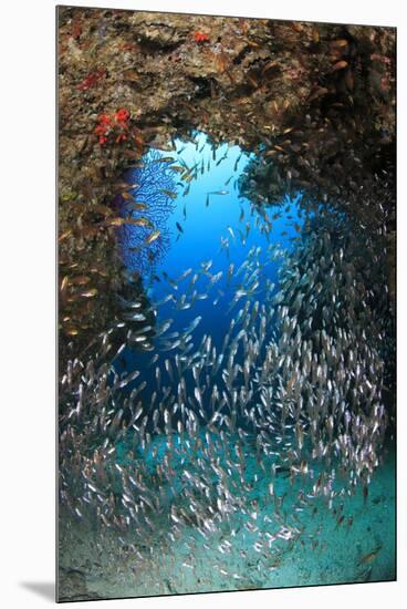 Underwater Cave and Glassfish-Bernard Radvaner-Mounted Premium Photographic Print