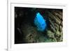 Underwater Cave and Scuba Diver-Rich Carey-Framed Photographic Print