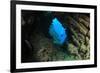 Underwater Cave and Scuba Diver-Rich Carey-Framed Photographic Print