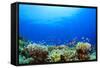 Underwater Coral Reef and Tropical Fish in Ocean-Rich Carey-Framed Stretched Canvas