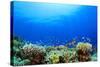 Underwater Coral Reef and Tropical Fish in Ocean-Rich Carey-Stretched Canvas