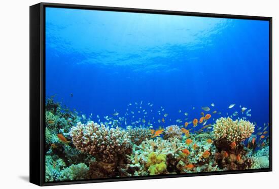 Underwater Coral Reef and Tropical Fish in Ocean-Rich Carey-Framed Stretched Canvas