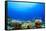 Underwater Coral Reef and Tropical Fish in Ocean-Rich Carey-Framed Stretched Canvas