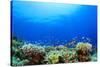 Underwater Coral Reef and Tropical Fish in Ocean-Rich Carey-Stretched Canvas