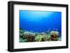 Underwater Coral Reef and Tropical Fish in Ocean-Rich Carey-Framed Photographic Print