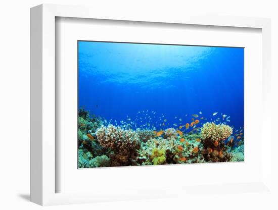 Underwater Coral Reef and Tropical Fish in Ocean-Rich Carey-Framed Photographic Print