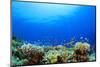 Underwater Coral Reef and Tropical Fish in Ocean-Rich Carey-Mounted Photographic Print