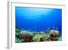 Underwater Coral Reef and Tropical Fish in Ocean-Rich Carey-Framed Photographic Print