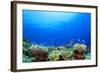 Underwater Coral Reef and Tropical Fish in Ocean-Rich Carey-Framed Photographic Print