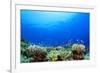 Underwater Coral Reef and Tropical Fish in Ocean-Rich Carey-Framed Photographic Print