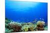 Underwater Coral Reef and Tropical Fish in Ocean-Rich Carey-Mounted Photographic Print