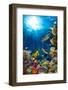 Underwater Coral Reef Landscape-Grafner-Framed Photographic Print