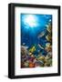 Underwater Coral Reef Landscape-Grafner-Framed Photographic Print