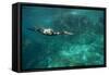 Underwater Cormorant, Sea of Cortez, Mexico-null-Framed Stretched Canvas