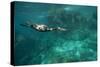 Underwater Cormorant, Sea of Cortez, Mexico-null-Stretched Canvas