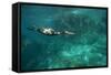 Underwater Cormorant, Sea of Cortez, Mexico-null-Framed Stretched Canvas