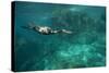 Underwater Cormorant, Sea of Cortez, Mexico-null-Stretched Canvas