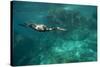 Underwater Cormorant, Sea of Cortez, Mexico-null-Stretched Canvas