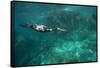 Underwater Cormorant, Sea of Cortez, Mexico-null-Framed Stretched Canvas