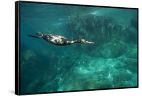 Underwater Cormorant, Sea of Cortez, Mexico-null-Framed Stretched Canvas