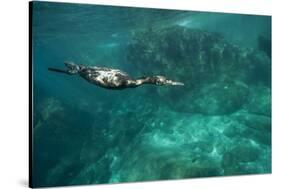 Underwater Cormorant, Sea of Cortez, Mexico-null-Stretched Canvas