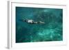 Underwater Cormorant, Sea of Cortez, Mexico-null-Framed Photographic Print