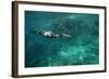 Underwater Cormorant, Sea of Cortez, Mexico-null-Framed Photographic Print