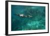 Underwater Cormorant, Sea of Cortez, Mexico-null-Framed Photographic Print