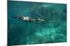 Underwater Cormorant, Sea of Cortez, Mexico-null-Mounted Photographic Print