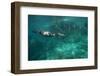 Underwater Cormorant, Sea of Cortez, Mexico-null-Framed Photographic Print