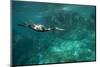 Underwater Cormorant, Sea of Cortez, Mexico-null-Mounted Photographic Print