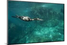 Underwater Cormorant, Sea of Cortez, Mexico-null-Mounted Photographic Print