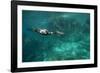 Underwater Cormorant, Sea of Cortez, Mexico-null-Framed Photographic Print