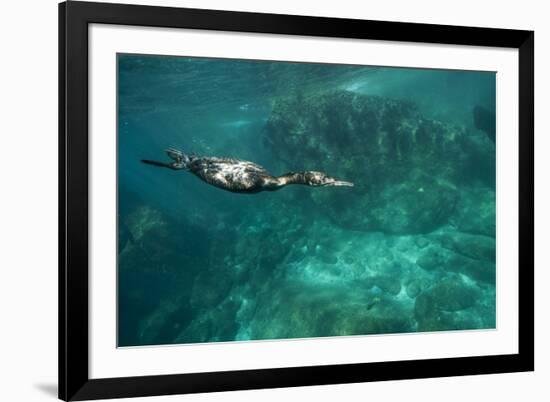 Underwater Cormorant, Sea of Cortez, Mexico-null-Framed Photographic Print