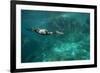 Underwater Cormorant, Sea of Cortez, Mexico-null-Framed Photographic Print