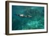 Underwater Cormorant, Sea of Cortez, Mexico-null-Framed Photographic Print