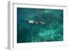 Underwater Cormorant, Sea of Cortez, Mexico-null-Framed Photographic Print