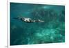 Underwater Cormorant, Sea of Cortez, Mexico-null-Framed Photographic Print