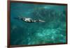 Underwater Cormorant, Sea of Cortez, Mexico-null-Framed Photographic Print